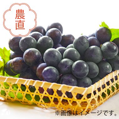 長野県産 伊藤さんのナガノパープル約2kg(4～6房)｜お届け予定期間：8月10日～9月10日 - マルタファンクラブ