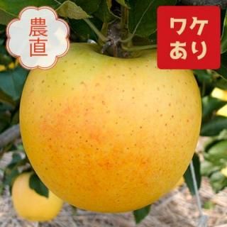 【訳アリ品】<秘境の恵みシリーズ>長野県産 南アルプス育ちのシナノゴールド 約5Kg(10〜18玉)|お届け予定期間:10月20日〜11月10日<img class='new_mark_img2' src='https://img.shop-pro.jp/img/new/icons62.gif' style='border:none;display:inline;margin:0px;padding:0px;width:auto;' />