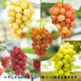 【限定20箱】長野県産 飯塚果樹園の感動オリジナル葡萄ガチャ 約1kg(1〜3種/2〜3房)|お届け予定期間:10月1日〜10月20日<img class='new_mark_img2' src='https://img.shop-pro.jp/img/new/icons62.gif' style='border:none;display:inline;margin:0px;padding:0px;width:auto;' />