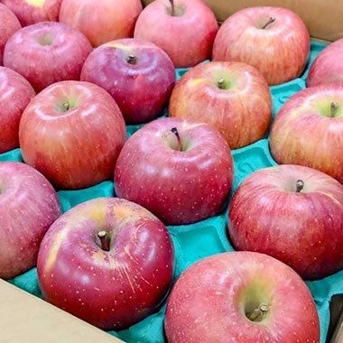 10箱限定・贈答用】長野県産 林さんのこたつでりんご 約5Kg（11