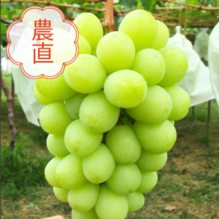 <img class='new_mark_img1' src='https://img.shop-pro.jp/img/new/icons12.gif' style='border:none;display:inline;margin:0px;padding:0px;width:auto;' />【敬老の日贈答用】【限定20箱】【メッセージカード入り】長野県産 飯塚果樹園のシャインマスカット1房(約600g)|お届け予定期間:9月13日〜9月17日