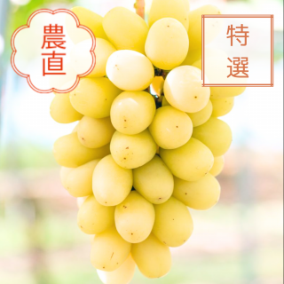 【限定50箱】長野県産 飯塚果樹園のオリジナルぶどう 特選ゴールドナイト1房(計600g)|お届け予定期間:9月1日〜9月30日<img class='new_mark_img2' src='https://img.shop-pro.jp/img/new/icons62.gif' style='border:none;display:inline;margin:0px;padding:0px;width:auto;' />