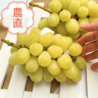 【再販売】【家庭用】【限定10箱】長野県産 飯塚果樹園のオリジナルぶどう ゴールドナイト1kg(2-3房)|お届け予定期間:10月23日〜10月31日<img class='new_mark_img2' src='https://img.shop-pro.jp/img/new/icons1.gif' style='border:none;display:inline;margin:0px;padding:0px;width:auto;' />