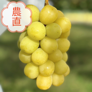 【限定20箱】長野県産 飯塚果樹園の感動ハニハニシャイン 約1.2kg(2〜5房)|お届け予定期間:10月5日〜10月20日<img class='new_mark_img2' src='https://img.shop-pro.jp/img/new/icons62.gif' style='border:none;display:inline;margin:0px;padding:0px;width:auto;' />