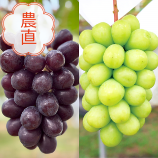 【再販】【限定30箱】長野県産 飯塚果樹園のシャインマスカット&マスカット・ノワールの白黒セット1kg(2-3房)|お届け予定期間:10月23日〜10月31日<img class='new_mark_img2' src='https://img.shop-pro.jp/img/new/icons1.gif' style='border:none;display:inline;margin:0px;padding:0px;width:auto;' />