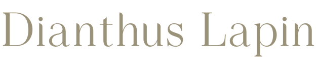 Dianthus Lapin(ǥ塼ѥ) | ޥޤ˴źҤɤ