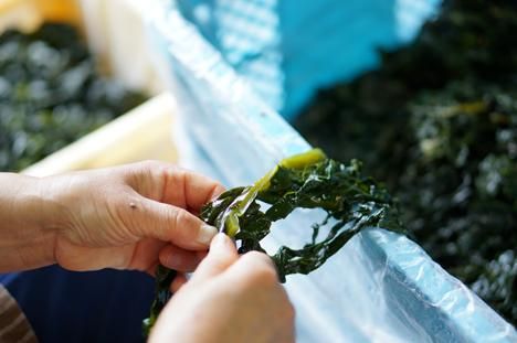 大容量　お歳暮やお裾分けにも【お買い得】塩蔵わかめ 400g×10袋 4kg 大容量 お歳暮やお裾分けにも【お買い得】塩蔵わかめ 400g×10袋