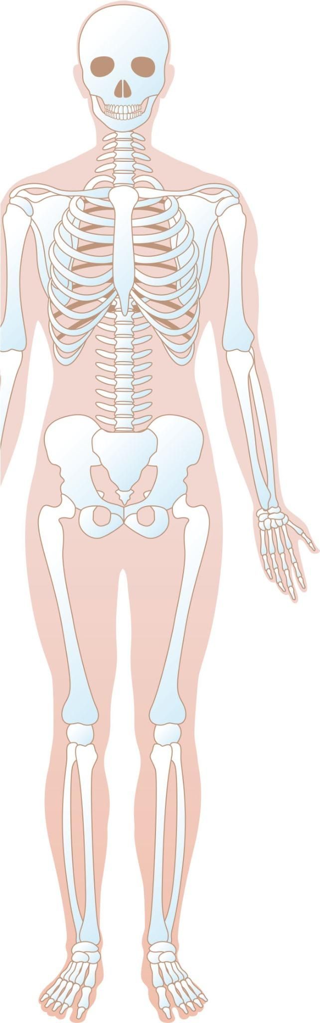 正常な骨格のイラスト