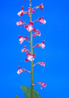 えびね（自然種・登録品） - 有限会社 萠春園