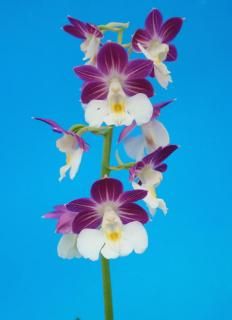 えびね（新花・交配種） - 有限会社 萠春園