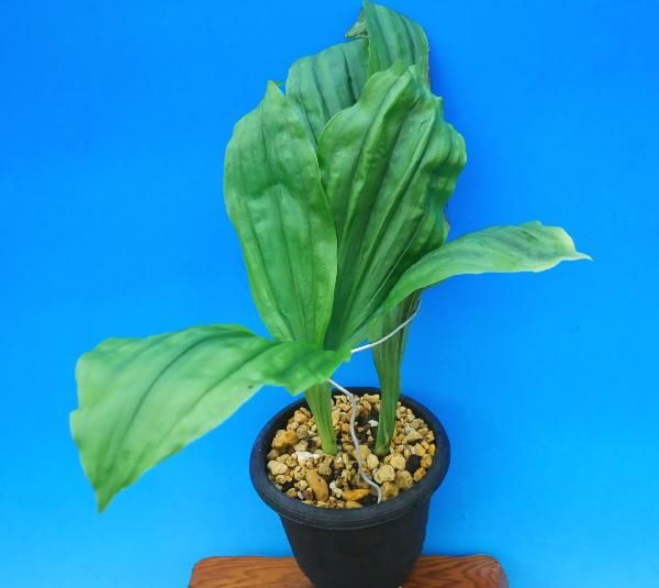 紫陽花 苗　エダム　もうすぐ開花　蕾付特大株 楽天市場】 庭木 > 盆栽や鉢植えに > 花を楽しむ > アジサイ