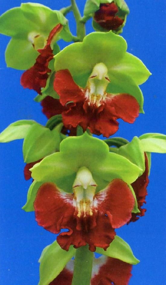 大苗❤️美苗✨ピンクオパリナ錦✨ バラ苗 大苗 18cmポット 花千鳥 : Apple Roses - 通販 - Yahoo