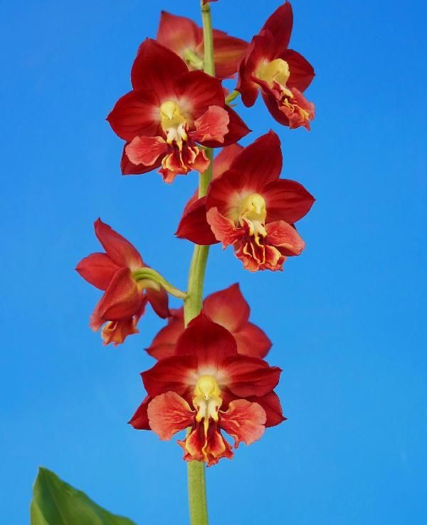 濃朱赤花 大輪（大苗） - 有限会社 萠春園