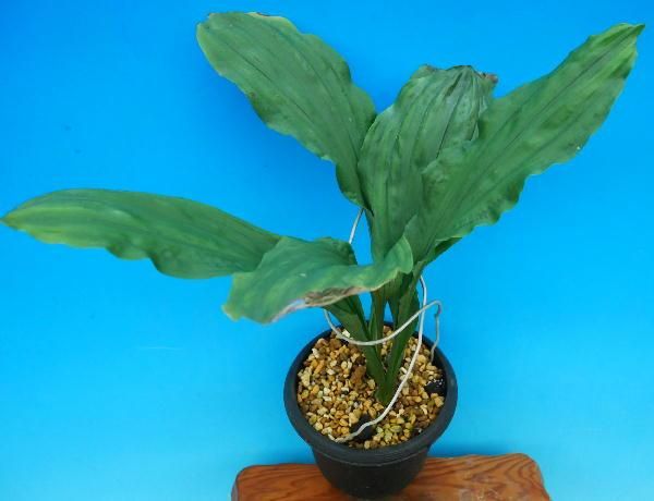 寒蘭-003　421-4H　薄桃花（大輪更紗無点×西雄）×華神　苗　交配種 寒蘭-003 421-4H 薄桃花（大輪更紗無点×西雄）×華神