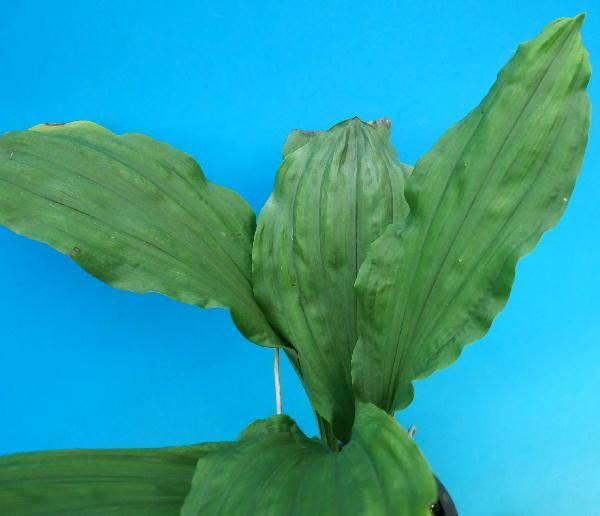 寒蘭-003　421-4H　薄桃花（大輪更紗無点×西雄）×華神　苗　交配種 Yahoo!オークション -「(春蘭 寒蘭)」(ガーデニング) の落札相場