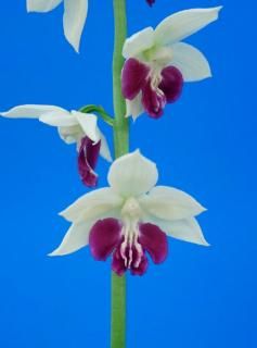 ۡǻֹ塡ءʰ֤ġ