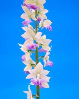 Х꡼֥ۡ롼塡ء澮ġ