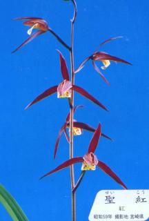 寒蘭 - 有限会社 萠春園