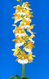 えびね - 有限会社 萠春園