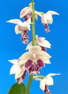 <img class='new_mark_img1' src='https://img.shop-pro.jp/img/new/icons15.gif' style='border:none;display:inline;margin:0px;padding:0px;width:auto;' />ۡʤؤǻġ