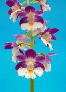 <img class='new_mark_img1' src='https://img.shop-pro.jp/img/new/icons15.gif' style='border:none;display:inline;margin:0px;padding:0px;width:auto;' />M֤ͤʬ֥롼ۡĲֲʡ