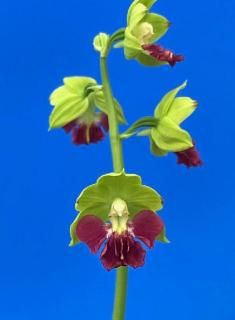 <img class='new_mark_img1' src='https://img.shop-pro.jp/img/new/icons15.gif' style='border:none;display:inline;margin:0px;padding:0px;width:auto;' />ۡǻȻĲֲʡ