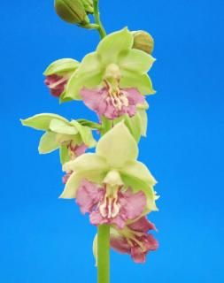 <img class='new_mark_img1' src='https://img.shop-pro.jp/img/new/icons15.gif' style='border:none;display:inline;margin:0px;padding:0px;width:auto;' />ۡΥեġ