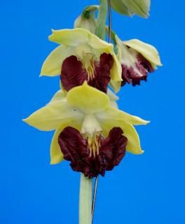 <img class='new_mark_img1' src='https://img.shop-pro.jp/img/new/icons15.gif' style='border:none;display:inline;margin:0px;padding:0px;width:auto;' />֤ͤʬۡǻ塡ءĲֲʡ