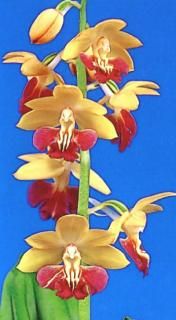 <img class='new_mark_img1' src='https://img.shop-pro.jp/img/new/icons15.gif' style='border:none;display:inline;margin:0px;padding:0px;width:auto;' />ոʤ󤳤Ĳֲ