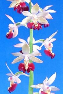 <img class='new_mark_img1' src='https://img.shop-pro.jp/img/new/icons15.gif' style='border:none;display:inline;margin:0px;padding:0px;width:auto;' />ʤġֲ