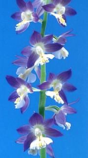 <img class='new_mark_img1' src='https://img.shop-pro.jp/img/new/icons15.gif' style='border:none;display:inline;margin:0px;padding:0px;width:auto;' />ήʤ夦ġֲ