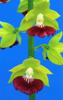 <img class='new_mark_img1' src='https://img.shop-pro.jp/img/new/icons15.gif' style='border:none;display:inline;margin:0px;padding:0px;width:auto;' />ʡʤդġֲ