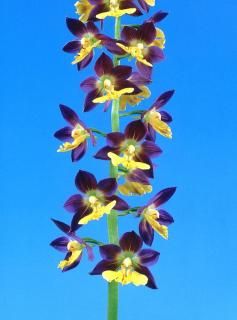 <img class='new_mark_img1' src='https://img.shop-pro.jp/img/new/icons15.gif' style='border:none;display:inline;margin:0px;padding:0px;width:auto;' />ΤĤʤۤΤĤġֲ