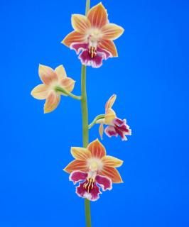 <img class='new_mark_img1' src='https://img.shop-pro.jp/img/new/icons15.gif' style='border:none;display:inline;margin:0px;padding:0px;width:auto;' />ʤˤġֲ