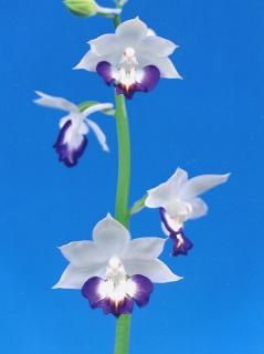 <img class='new_mark_img1' src='https://img.shop-pro.jp/img/new/icons15.gif' style='border:none;display:inline;margin:0px;padding:0px;width:auto;' />롼塡ġֲʡ