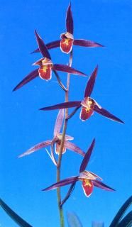 <img class='new_mark_img1' src='https://img.shop-pro.jp/img/new/icons15.gif' style='border:none;display:inline;margin:0px;padding:0px;width:auto;' />ʤݤΤۤޤ˾