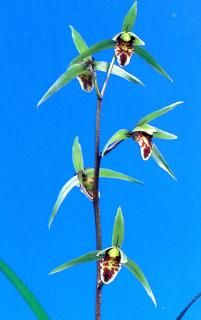 <img class='new_mark_img1' src='https://img.shop-pro.jp/img/new/icons15.gif' style='border:none;display:inline;margin:0px;padding:0px;width:auto;' />ˡʤۤͤ