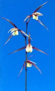 <img class='new_mark_img1' src='https://img.shop-pro.jp/img/new/icons15.gif' style='border:none;display:inline;margin:0px;padding:0px;width:auto;' />ʤȤ˺Ǿڳ