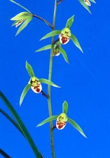 <img class='new_mark_img1' src='https://img.shop-pro.jp/img/new/icons15.gif' style='border:none;display:inline;margin:0px;padding:0px;width:auto;' />εʤɤ夦˾ڲ