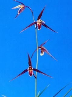 <img class='new_mark_img1' src='https://img.shop-pro.jp/img/new/icons15.gif' style='border:none;display:inline;margin:0px;padding:0px;width:auto;' />֤Ȥܡʾڳ