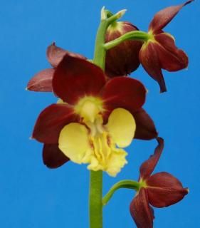 M֤ͤʬ ۡ塡ݲ֡ġֲʤ