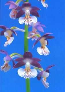 <img class='new_mark_img1' src='https://img.shop-pro.jp/img/new/icons15.gif' style='border:none;display:inline;margin:0px;padding:0px;width:auto;' />ҡʤĲֲ