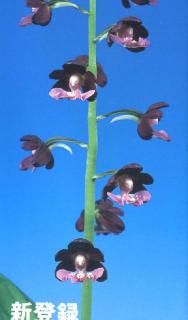 <img class='new_mark_img1' src='https://img.shop-pro.jp/img/new/icons15.gif' style='border:none;display:inline;margin:0px;padding:0px;width:auto;' />M֤ͤʬ 쿴ʤäĲֲ