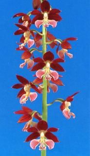 <img class='new_mark_img1' src='https://img.shop-pro.jp/img/new/icons15.gif' style='border:none;display:inline;margin:0px;padding:0px;width:auto;' />M֤ͤʬ ȡʤĤޤ٤ˡĲֲ