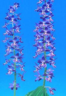 <img class='new_mark_img1' src='https://img.shop-pro.jp/img/new/icons15.gif' style='border:none;display:inline;margin:0px;padding:0px;width:auto;' />M֤ͤʬ ˱ʤۤĲֲ