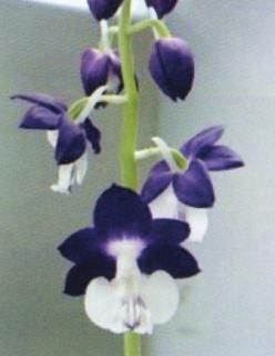 <img class='new_mark_img1' src='https://img.shop-pro.jp/img/new/icons15.gif' style='border:none;display:inline;margin:0px;padding:0px;width:auto;' />ؿ͡ʤդĲֲգײ