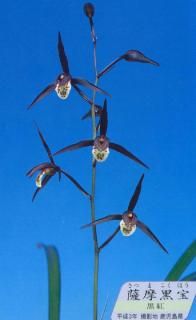 <img class='new_mark_img1' src='https://img.shop-pro.jp/img/new/icons15.gif' style='border:none;display:inline;margin:0px;padding:0px;width:auto;' />ʤĤޤۤ˳ֺѤߤξڳ