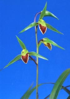 <img class='new_mark_img1' src='https://img.shop-pro.jp/img/new/icons15.gif' style='border:none;display:inline;margin:0px;padding:0px;width:auto;' />Ĥޡڡ