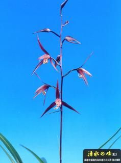 <img class='new_mark_img1' src='https://img.shop-pro.jp/img/new/icons15.gif' style='border:none;display:inline;margin:0px;padding:0px;width:auto;' />ͯʤ椦Τߤ͡˾