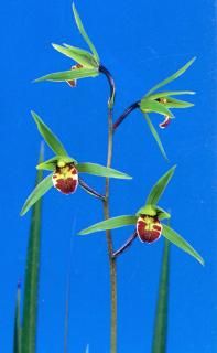 <img class='new_mark_img1' src='https://img.shop-pro.jp/img/new/icons15.gif' style='border:none;display:inline;margin:0px;padding:0px;width:auto;' />ðĺʤ礦˾